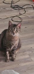 Lost Male Cat last seen Near Holly Hall Street, Houston, TX 77054