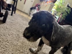 Reunited Male Dog last seen Losee rd and Washburn, North Las Vegas, NV 89081