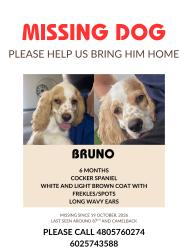 Lost Male Dog last seen 87av and camelback, Phoenix, AZ 85037
