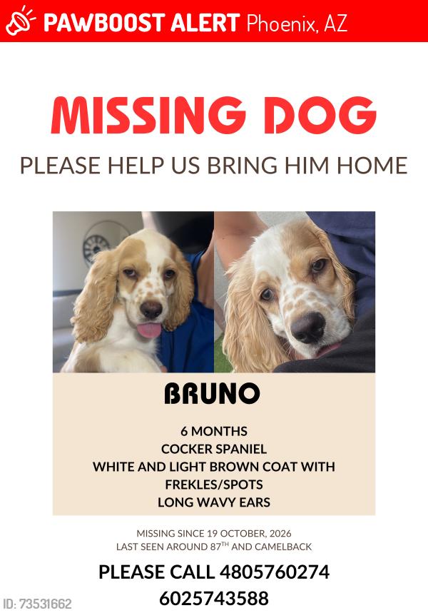 Lost Male Dog last seen 87av and camelback, Phoenix, AZ 85037