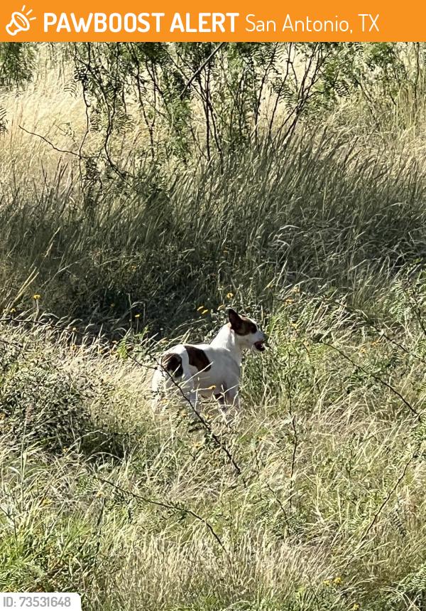 Found/Stray Male Dog last seen Leon Valley Post Office, San Antonio, TX 78238