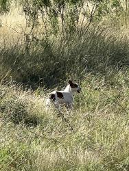 Found/Stray Male Dog last seen Leon Valley Post Office, San Antonio, TX 78238