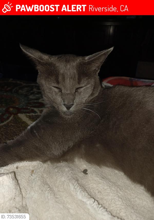 Lost Male Cat last seen Barton Rd & Alessandro Blvd, Riverside, CA 92508
