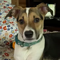 Lost Male Dog last seen Atlanta Fish Market, Atlanta, GA 30305