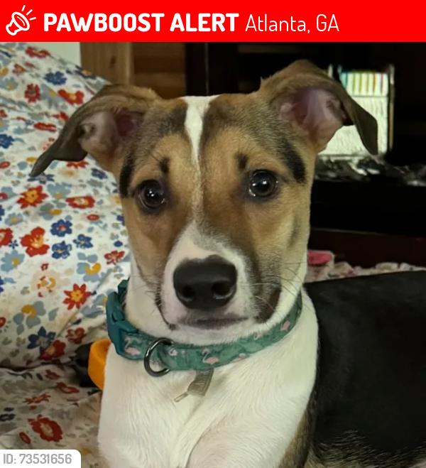 Lost Male Dog last seen Atlanta Fish Market, Atlanta, GA 30305