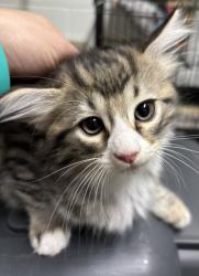 Found/Stray Unknown Cat last seen Port St. Lucie, Port St. Lucie, FL 34986