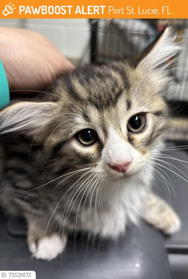Found/Stray Unknown Cat last seen Port St. Lucie, Port St. Lucie, FL 34986