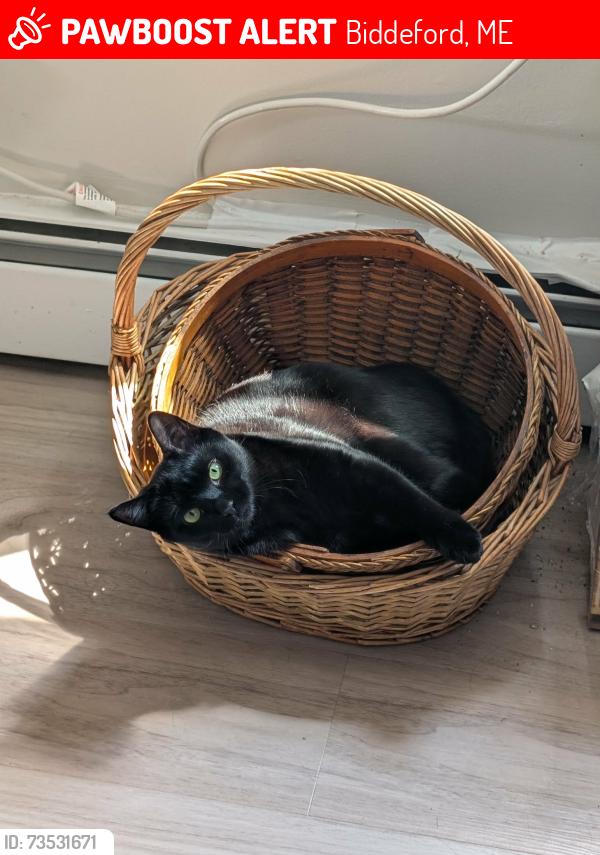 Lost Female Cat last seen Jefferson St and Alfred rd, Biddeford, ME 04005