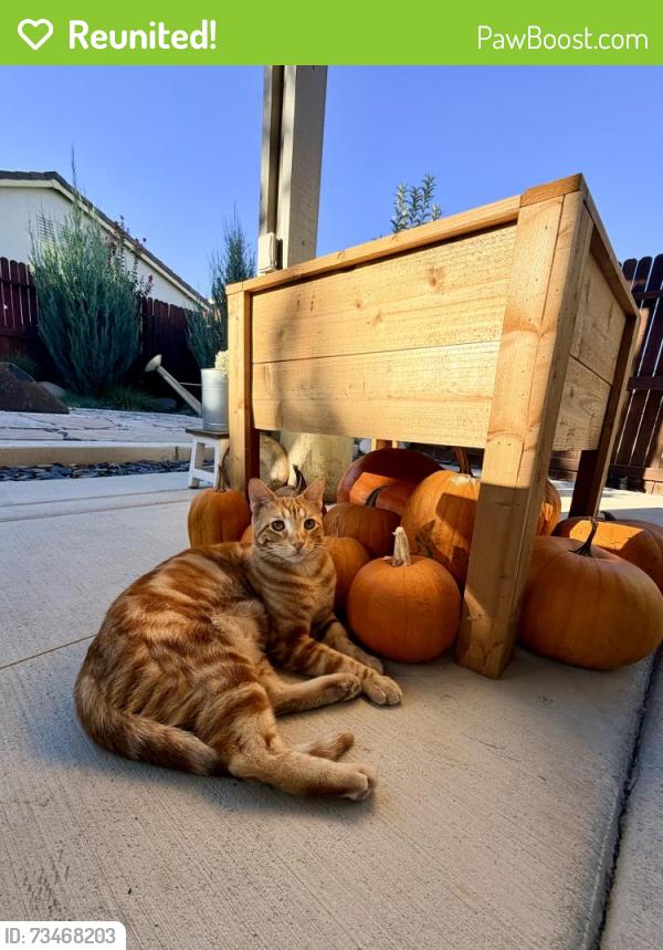 Reunited Male Cat last seen Rawlings Ln, Lincoln, CA, Lincoln, CA 95648