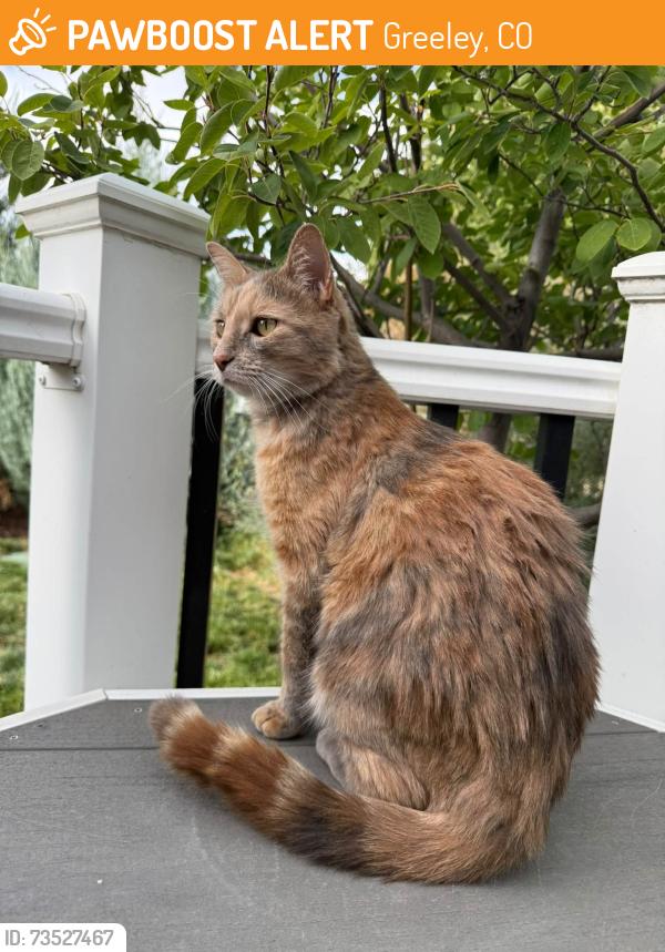 Found/Stray Female Cat last seen Fox Run neighborhood (West Greeley), Greeley, CO 80634