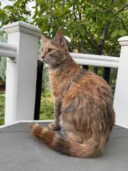Found/Stray Female Cat last seen Fox Run neighborhood (West Greeley), Greeley, CO 80634