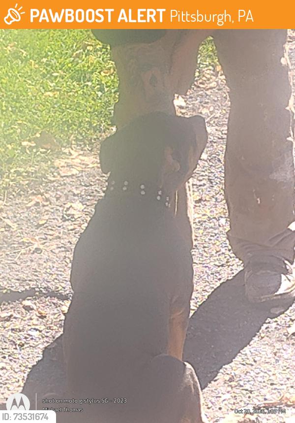 Found/Stray Female Dog last seen Graham and lindsay, Pittsburgh, PA 15221