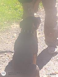 Found/Stray Female Dog last seen Graham and lindsay, Pittsburgh, PA 15221