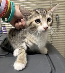 Found/Stray Unknown Cat last seen Port St. Lucie, Port St. Lucie, FL 34986