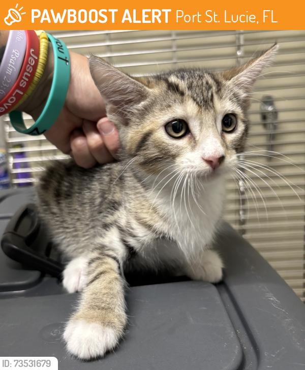 Found/Stray Unknown Cat last seen Port St. Lucie, Port St. Lucie, FL 34986
