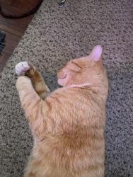 Lost Male Cat last seen California st, Brooksville, FL 34604