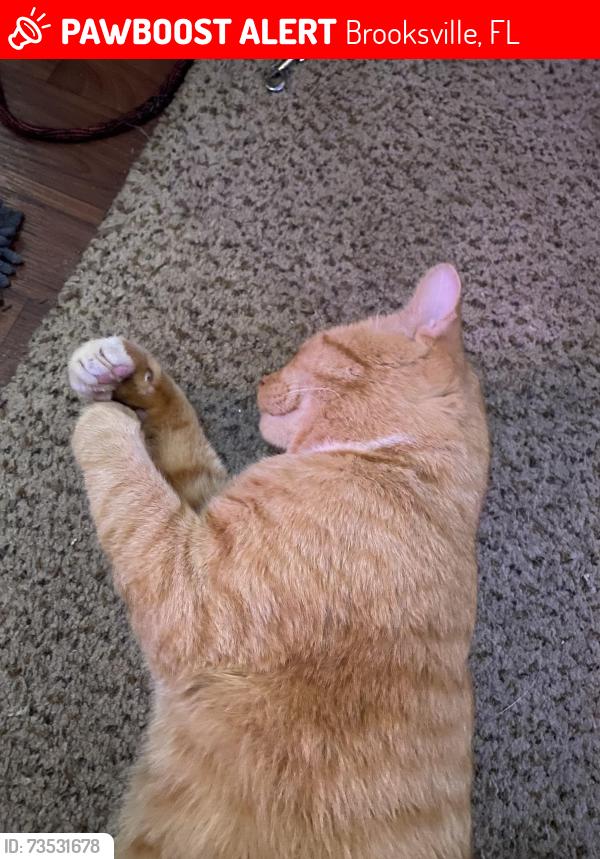 Lost Male Cat last seen California st, Brooksville, FL 34604