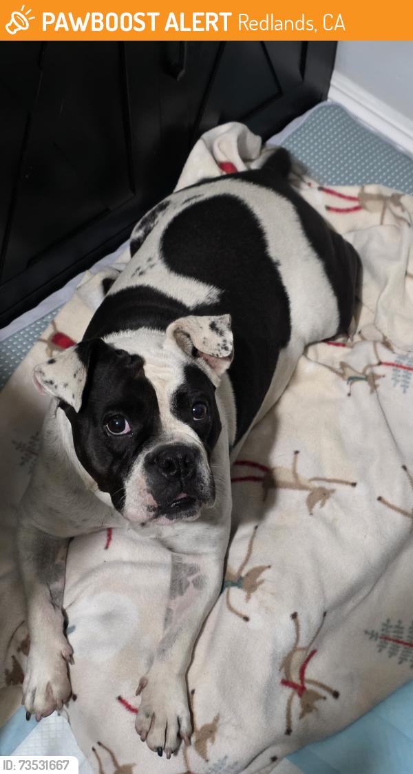 Found/Stray Female Dog last seen Pennsylvania and orange, Redlands, CA 92374
