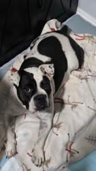 Found/Stray Female Dog last seen Pennsylvania and orange, Redlands, CA 92374