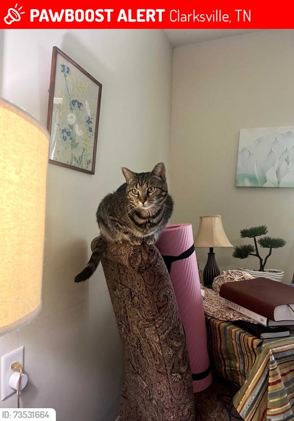 Lost Female Cat last seen Wilson Rd / The vinings at greencastle, Clarksville, TN 37043