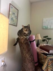 Lost Female Cat last seen Wilson Rd / The vinings at greencastle, Clarksville, TN 37043