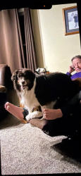 Lost Female Dog last seen Wayson road and harwood road, Harwood, MD 20776