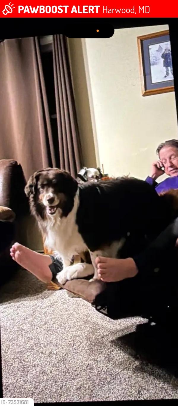 Lost Female Dog last seen Wayson road and harwood road, Harwood, MD 20776