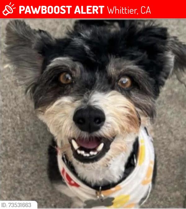 Lost Male Dog last seen Near Mulberry and Whittier, Whittier, CA 90602