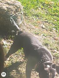 Reunited Male Dog last seen Graham and lindsay, Pittsburgh, PA 15221