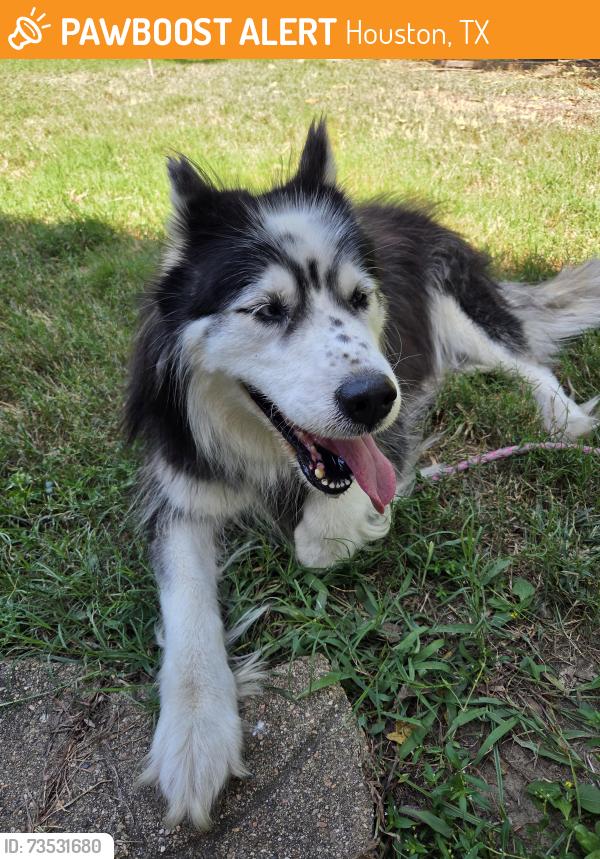 Found/Stray Female Dog last seen SW Houston, Houston, TX 77096