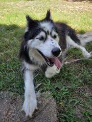 Found/Stray Female Dog last seen SW Houston, Houston, TX 77096