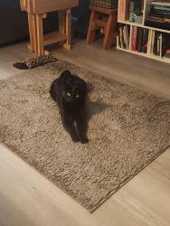 Lost Male Cat last seen Guadalupe/rural, Tempe, AZ 85283