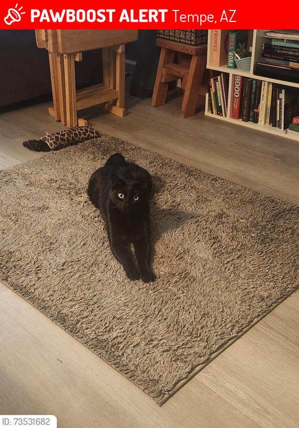 Lost Male Cat last seen Guadalupe/rural, Tempe, AZ 85283