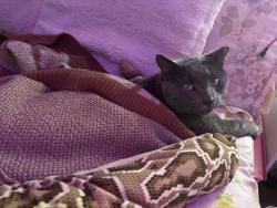 Reunited Male Cat last seen South east side of Quantum apmts. Gravel parking lot off Conradi Street., Tallahassee, FL 32304
