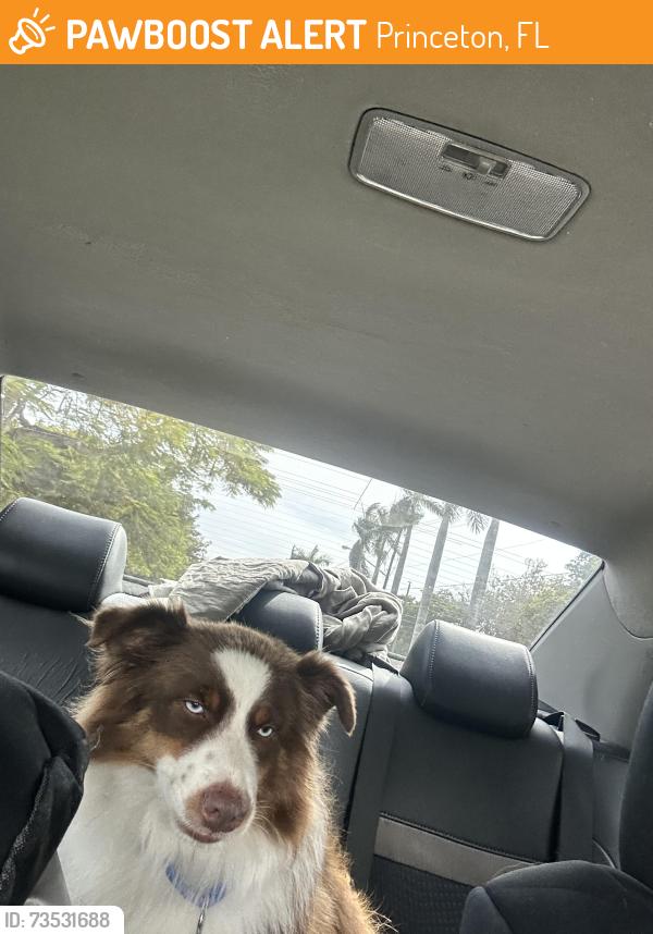 Found/Stray Male Dog last seen Near sw 135, Princeton, FL 33032
