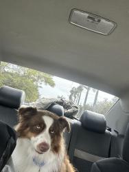 Found/Stray Male Dog last seen Near sw 135, Princeton, FL 33032