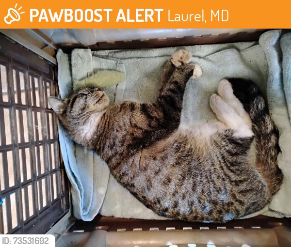 Found/Stray Female Cat last seen Foxfire apmts, Laurel, MD 20708