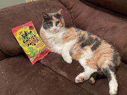 Lost Female Cat last seen at, New Braunfels, TX 78132