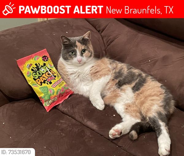 Lost Female Cat last seen at, New Braunfels, TX 78132