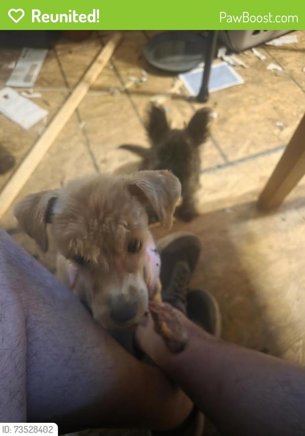 Reunited Female Dog last seen W. 31St and S Seneca, Wichita, KS 67217