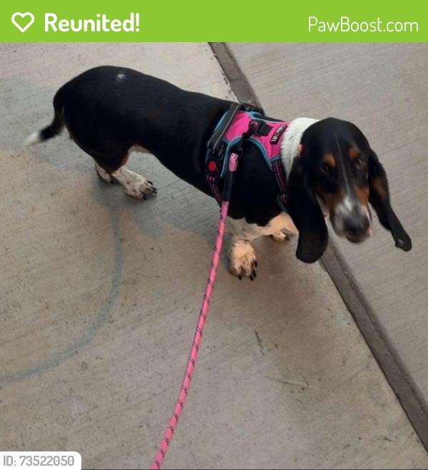 Reunited Female Dog last seen 103rd Street and 74th Avenue, Palos Hills, IL 60465