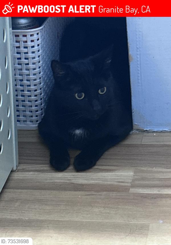 Lost Male Cat last seen Near red bud rd, Granite Bay, CA 95746