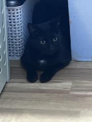 Lost Male Cat last seen Near red bud rd, Granite Bay, CA 95746