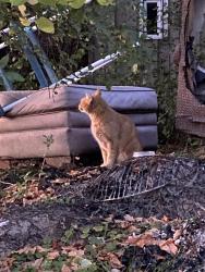 Found/Stray Unknown Cat last seen Greenfield avenue/south 101st street, West Allis, WI 53227