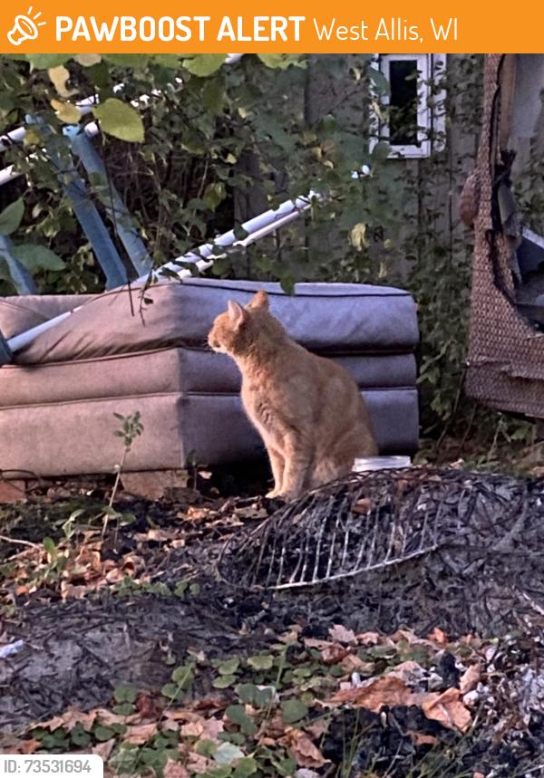 Found/Stray Unknown Cat last seen Greenfield avenue/south 101st street, West Allis, WI 53227