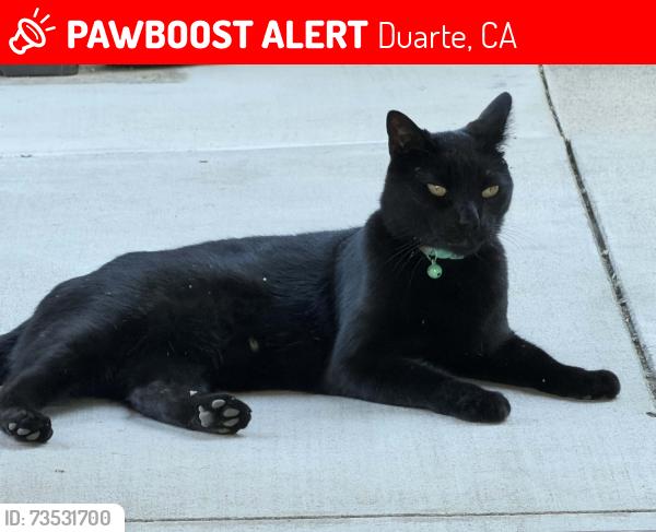 Lost Male Cat last seen Huntington drive, Duarte, CA 91010