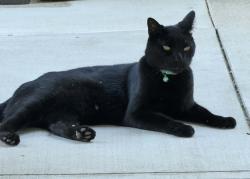 Lost Male Cat last seen Huntington drive, Duarte, CA 91010