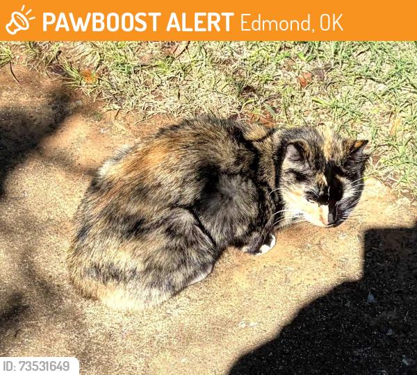 Found/Stray Female Cat last seen Bryant and Danforth Edmond OK, Edmond, OK 73034