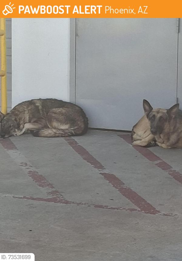 Found/Stray Female Dog last seen 35th Ave Indian school, Phoenix, AZ 85017