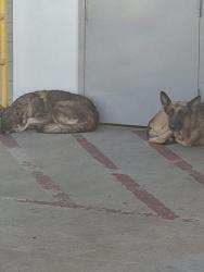 Found/Stray Female Dog last seen 35th Ave Indian school, Phoenix, AZ 85017